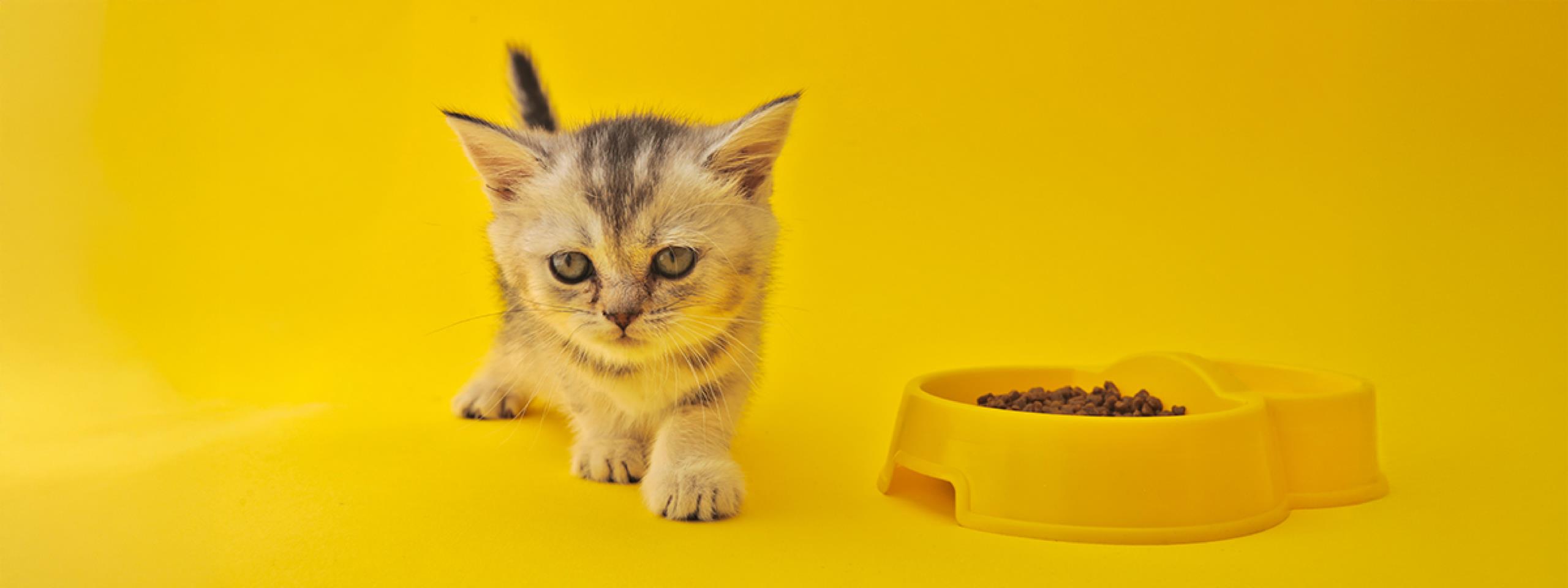 ¿los gatos deben tener comida todo el día?